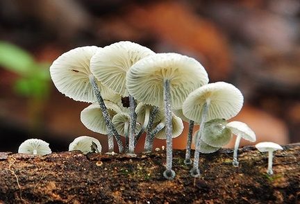 Marasmiellus nigripes bluish Masha Cr S