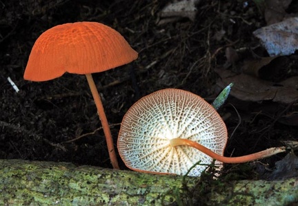 Marasmius cf  cladophyllus S