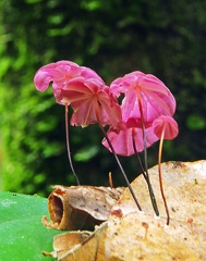 Marasmius haemocephala WM 13 S