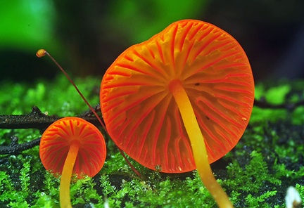 Marasmius orange-red Masha Crr S