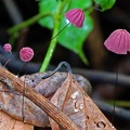 Marasmius purple red pinwheel S