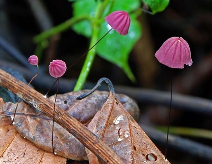 Marasmius purple red pinwheel S