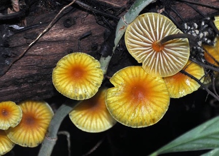 Marasmius QQ Yellow gills WM Cr 2013 S