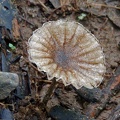 Marasmius rhyssophyllus S