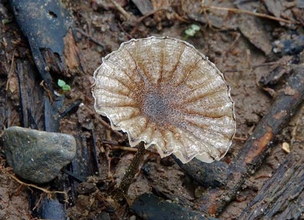 Marasmius rhyssophyllus S