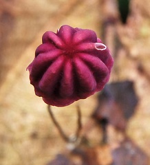 Marasmius red Cr S