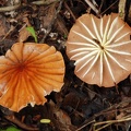 Marasmius sp Laga Agrio 301 S