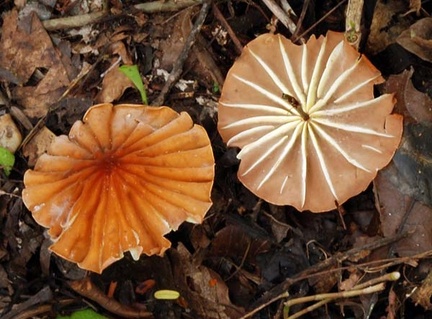 Marasmius sp Laga Agrio 301 S