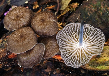 Marasmius Wichi Chalalan S