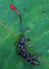 Ophiocordyceps australis ant Rurre S 2012
