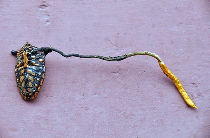 Ophiocordyceps nutans Shield bug Chalalan S