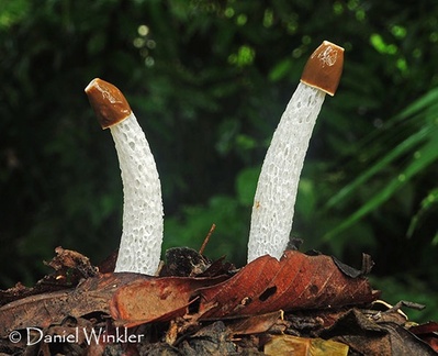 Phallus sp 2 Masha Cr DW S