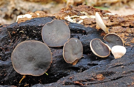 Philipsia Rurre 2013 Cr S