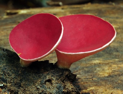 Philipsia domingensis Tuichi S