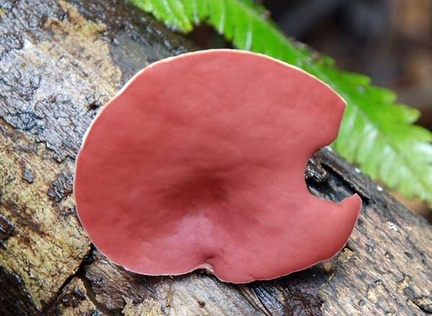 Phillipsia domingensis S