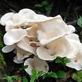 Pleurotus concavus 2011 ed S