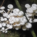 Pleurotus concavus Masha S