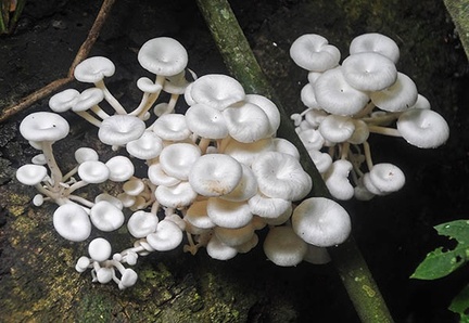 Pleurotus concavus Masha S