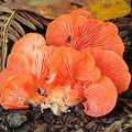 Pleurotus djamor var roseus S