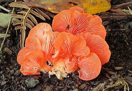 Pleurotus djamor var roseus S