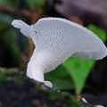 Polyporus tenuiculus Jatun Sacha S