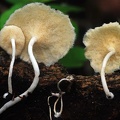 Polyporus tricholoma pores S