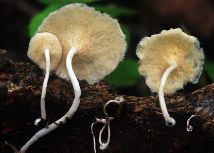 Polyporus tricholoma pores S