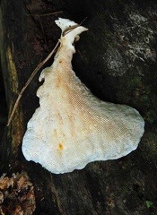 Pseudo-gilled conk S