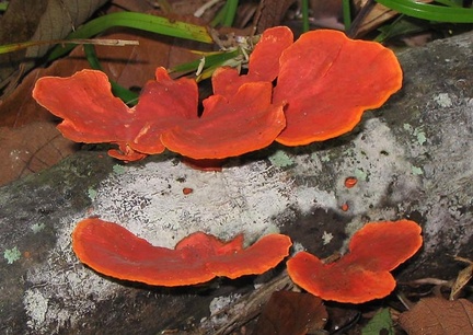 Pyncoporus sanguineus Ed 2007 MS