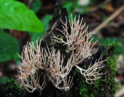 Ramaria Q Chalalan 2012 Cr S