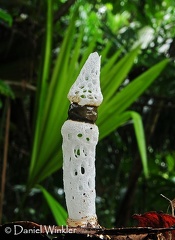 Staheliomyces cinctus Cr DW S