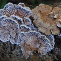 Schizophyllum commune SD 2011 ed MS