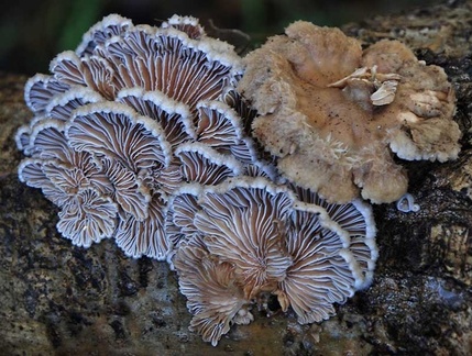 Schizophyllum commune SD 2011 ed MS