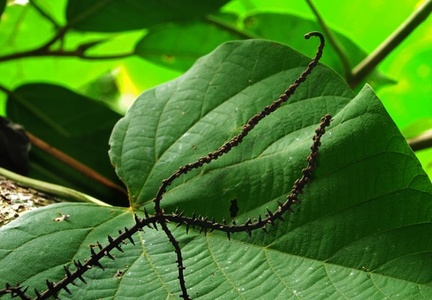 Thamnomyces chordalis Pello de brujo WM S