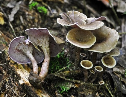 Trogia cantharelloides WM S