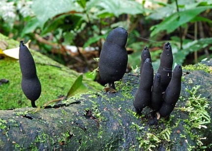 Xylaria big black Jatun Sacha S