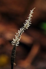Xylaria sp with conidiophore S