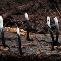 Xylaria sporulating Chalalan S