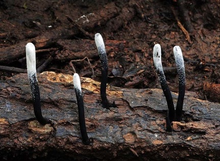 Xylaria sporulating Chalalan S