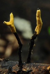 Xylaria yellow asoma Choclatal S