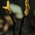 Xylaria yellow asoma Choclatal S