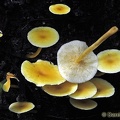Collybia aurea Chalalan 