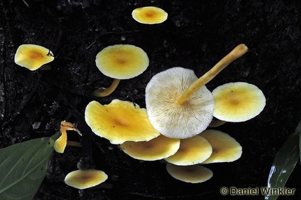 Collybia aurea Chalalan 