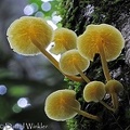 Collybia aurea gills Chalalan 