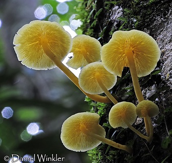 Collybia aurea gills Chalalan 