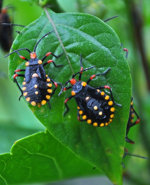 Colorful bugs Esmeralds Cr MS.jpg