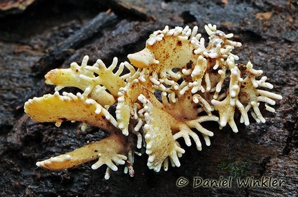 Ophiocordyceps volkiana  in situ 