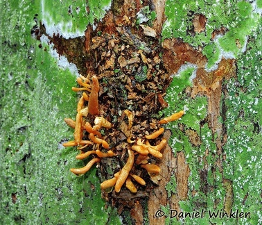 Cordyceps on Lepidopteran pupae cocon