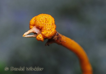 Cordyceps pentatomae on weevil