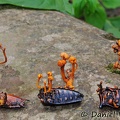 Cordyceps on weevil group